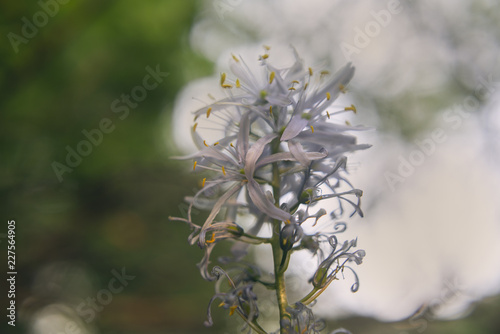 Gorgeous Camassia quamash native plant flower blooming in the Spring at sunset