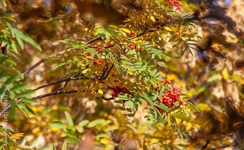 autumn. background of yellow and red oak leaves, Rowan and birch