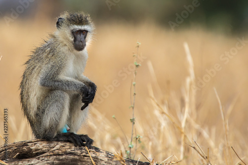 Male vervet monkey pointing to his blue genitalia