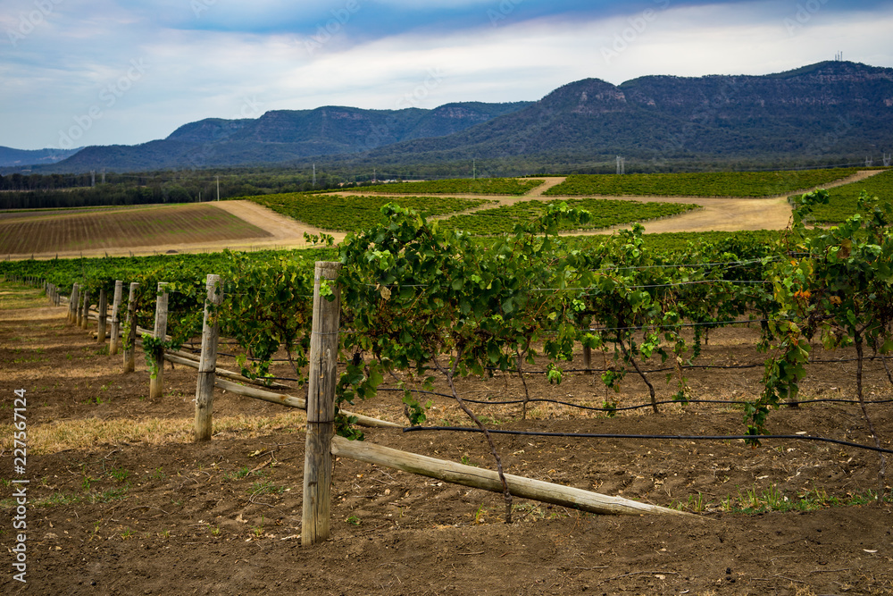 wine, vines, country