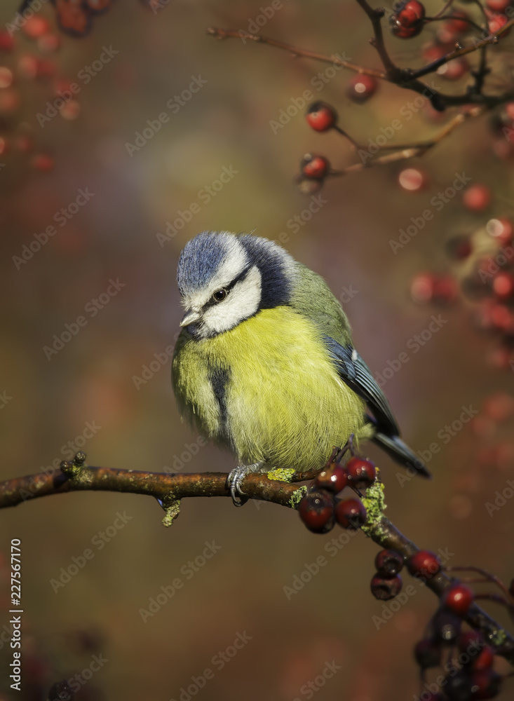 Fototapeta premium Wild eurasian blue tit (Cyanistes caeruleus) on branch amongst berriess