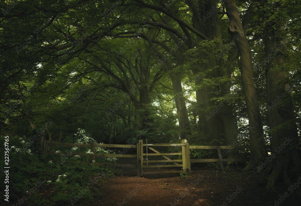 English countryside scene with wooden gate and beech tree woodland