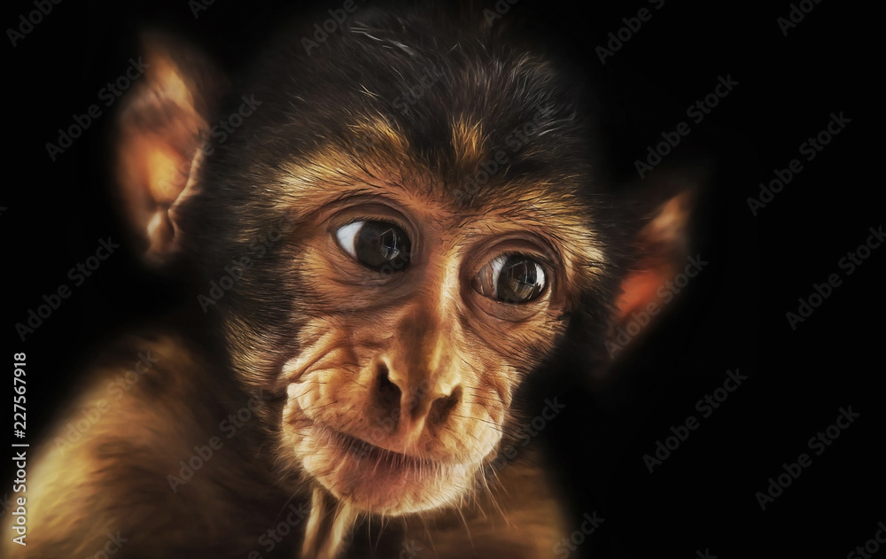 Wild baby barbary macaque (Macaca sylvanus) portrait