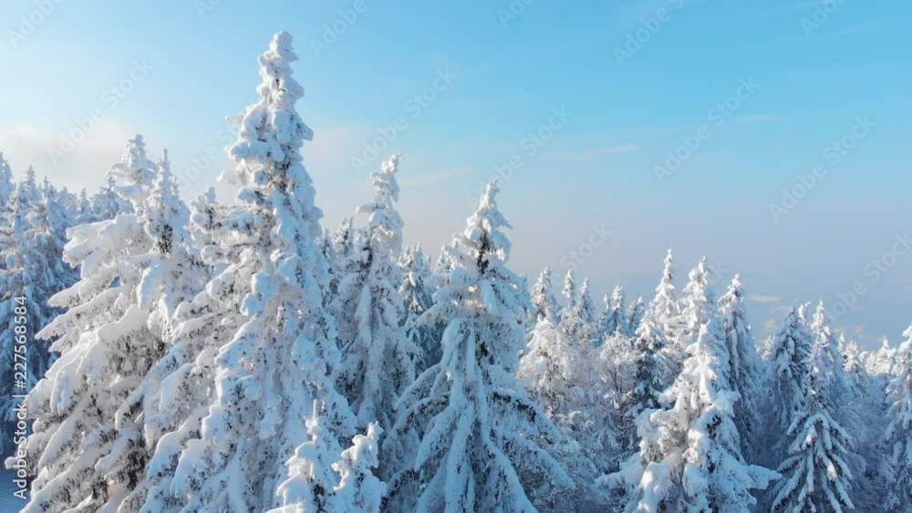 AERIAL: Breathtaking spruce forest covered in freshly fallen snow on a sunny winter day. Spectacular flying view of the coniferous woods covered in pristine white snow. Cinematic winter landscape. AERIAL: Breathtaking spruce forest covered in freshly fallen snow on a sunny winter day. Spectacular flying view of the coniferous woods covered in pristine white snow. Cinematic winter landscape.