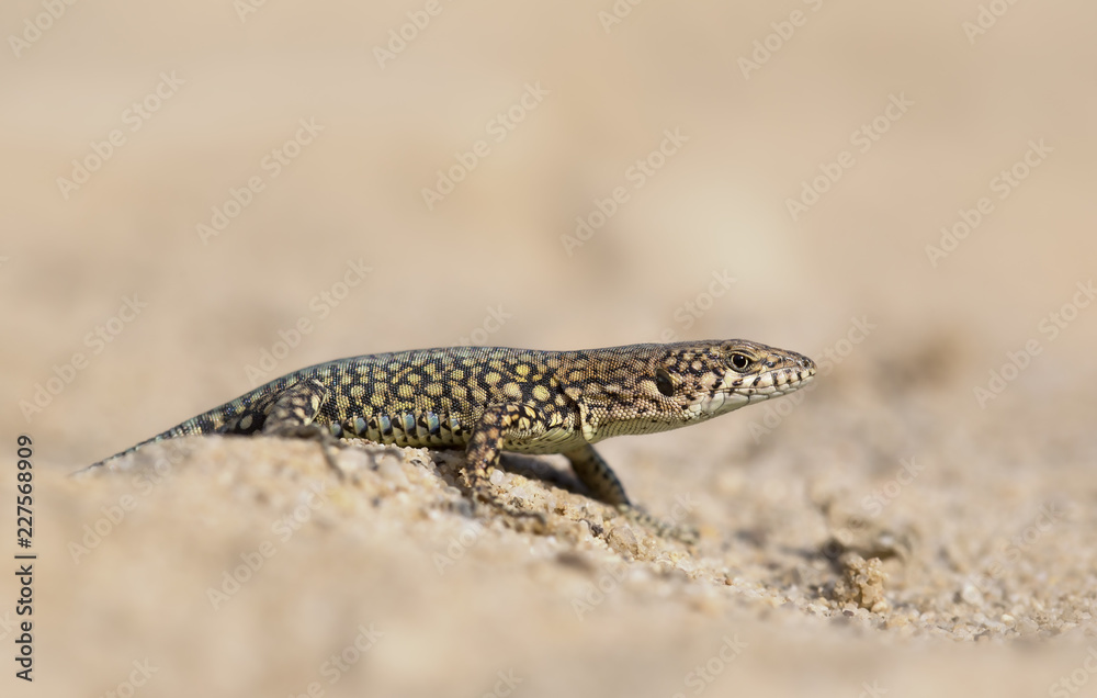 Andalusian wall lizard (Podarcis vaucheri) Andalusian wall lizard (Podarcis vaucheri)