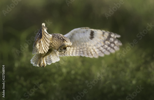 Wild short eared owl (Asio flammeus) hunting above in coastal vegetation in Jersey