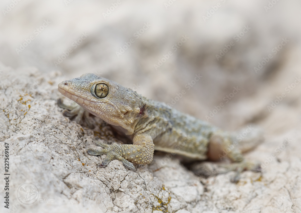 Moorish gecko (Tarentola mauritanica) on rock. Spain Moorish gecko (Tarentola mauritanica) on rock. Spain
