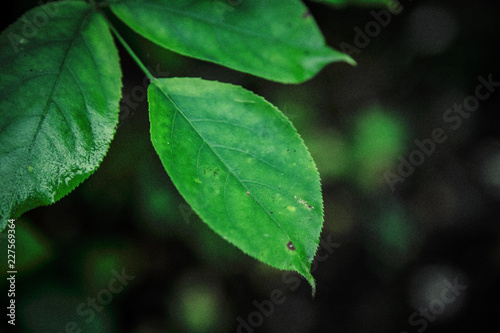 Leafs in Forest