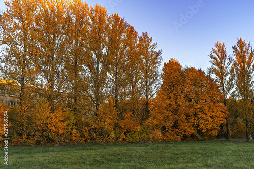 golden trees