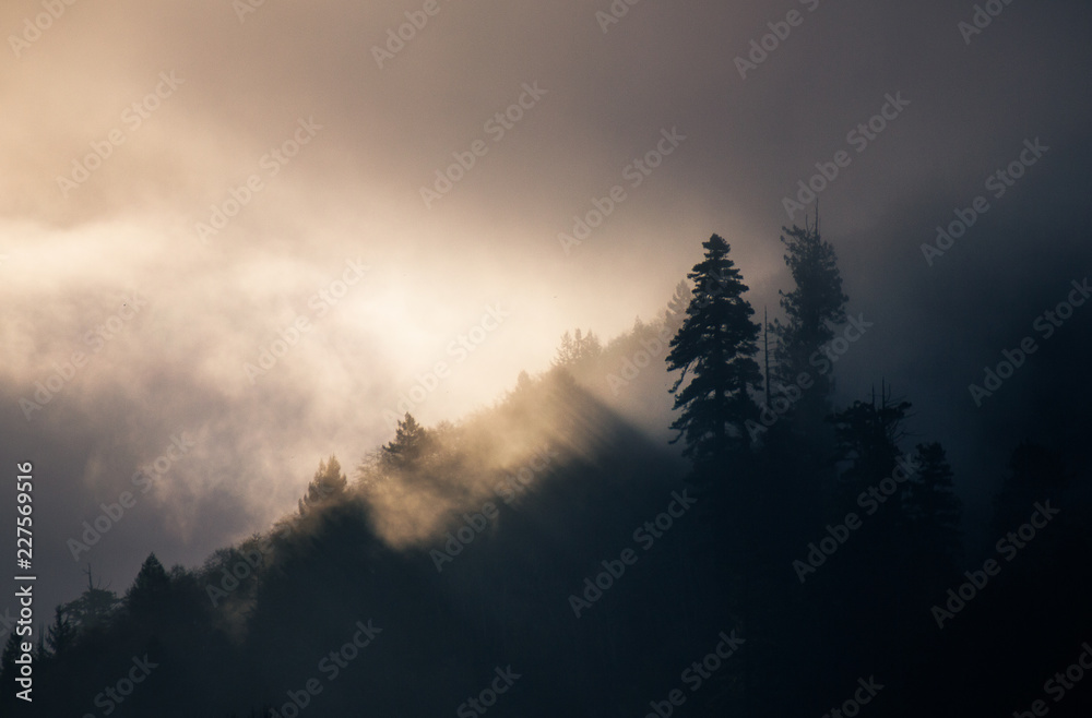 Redwood Sunrise