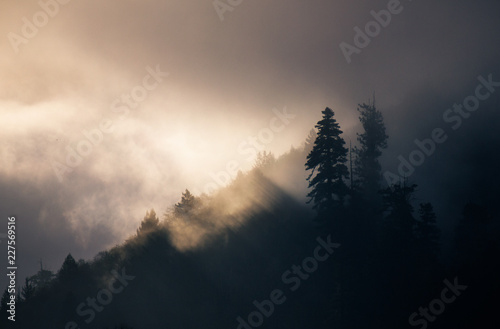 Redwood Sunrise