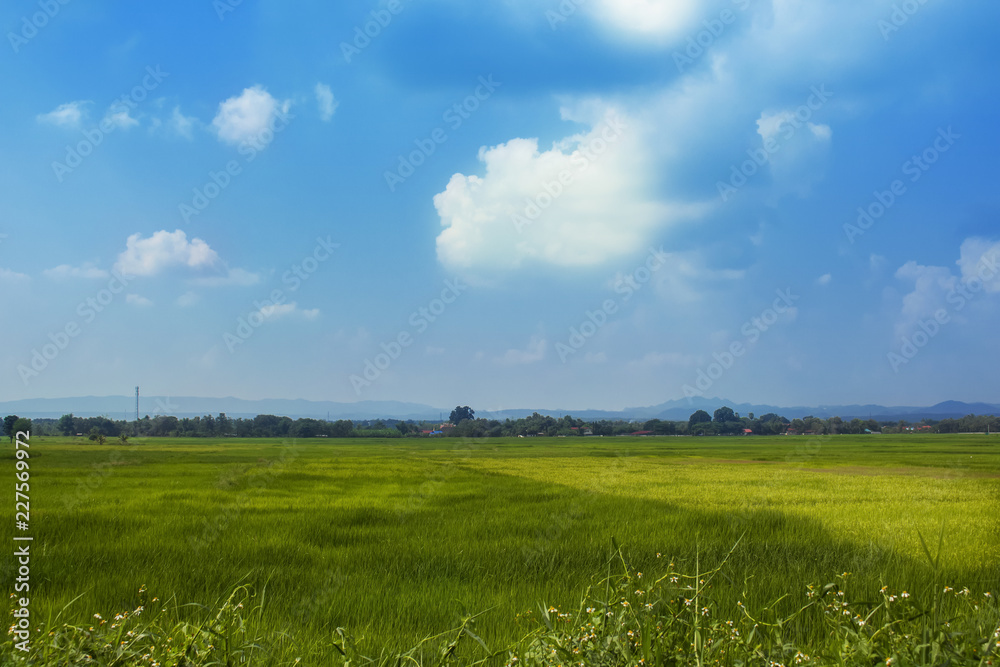 rice field meadow nature sky outdoor