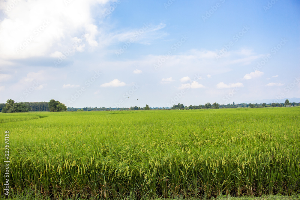 rice field sky landscape countryside nature rice field sky landscape countryside nature