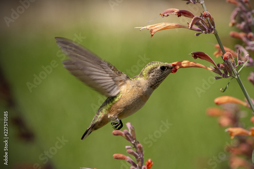 Iridescent Emerald Green Hummingbird