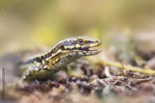 Wild common wall lizard (Podarcis muralis) in Jersey, UK