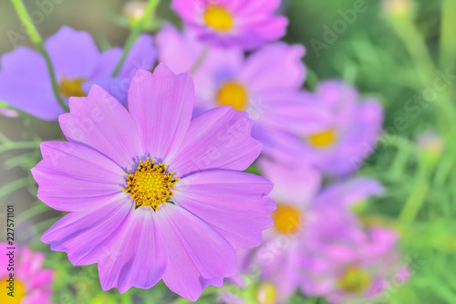 コスモスの花