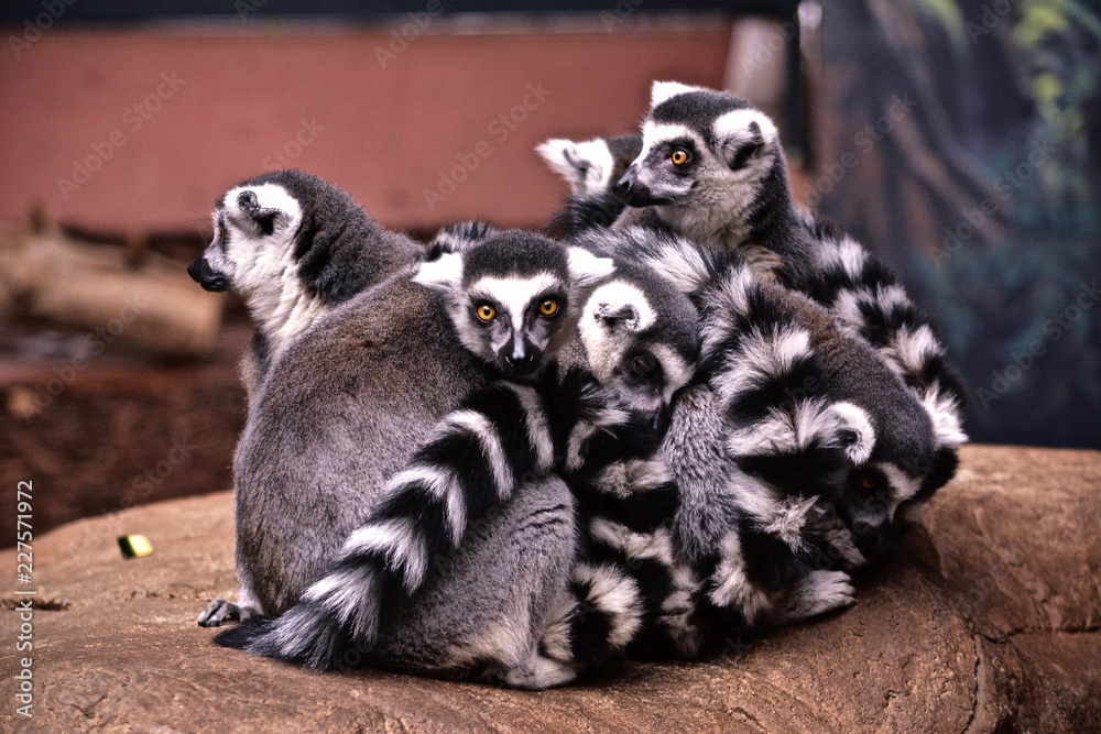 Obraz premium Group of lemurs huddled together