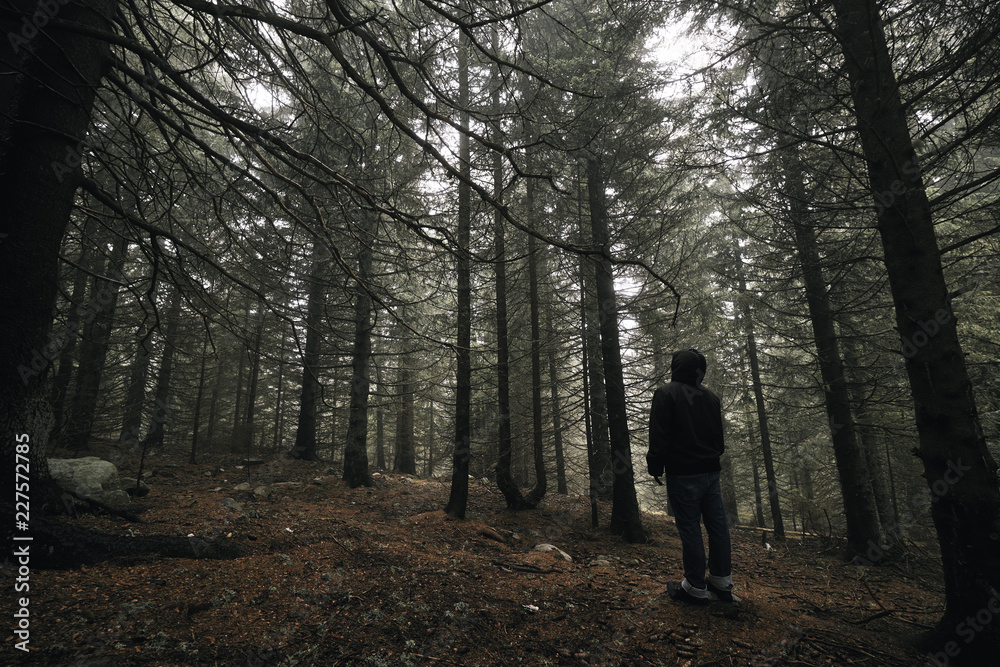 Hiker in evergreen forest Hiker in evergreen forest