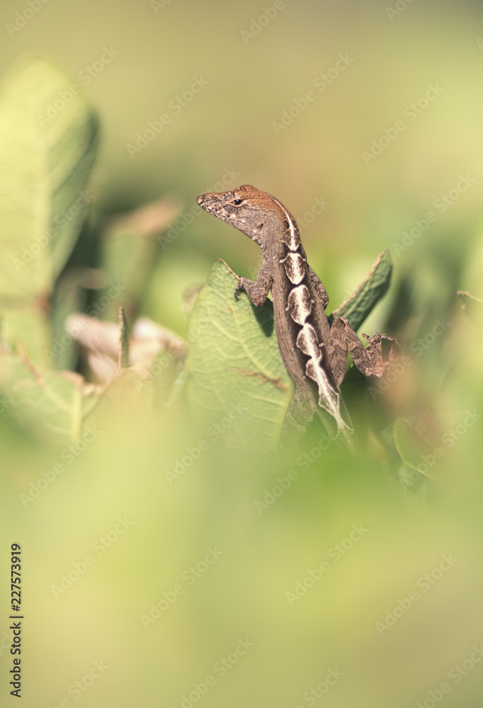 Fototapeta premium Wild brown anole (Anolis sagrei) in green vegetation in Florida