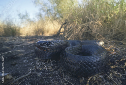 Wild eastern indigo snake (Drymarchon couperi) in Florida photo