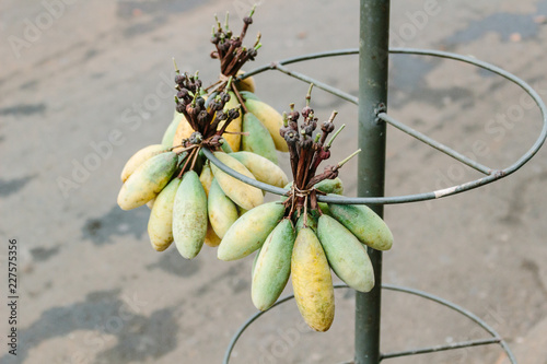 Bunch of banana passionfruit at a farmers' market photo