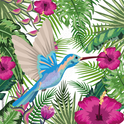 colibri Exotic and tropical bird