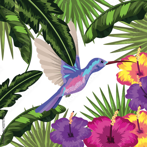 colibri Exotic and tropical bird