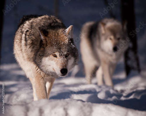 Gray Wolves (Canis Lupis) photo