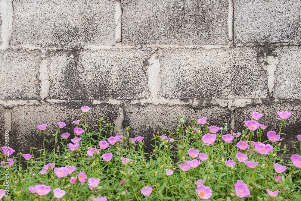 Pink Common Purslane flower plant with concrete bricks wall background Pink Common Purslane flower plant with concrete bricks wall background
