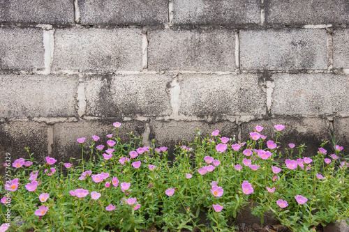 Pink Common Purslane flower plant with concrete bricks wall background © korkeng