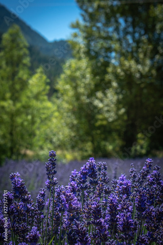 Close up of lavender flowers with green trees in the background on a sunny summer day.