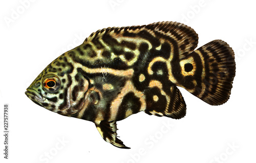 Tiger Oscar Cichlid aquarium fish Astronotus ocellatus 