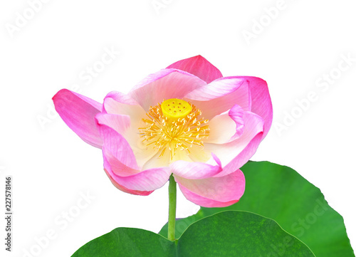 lotus on white background