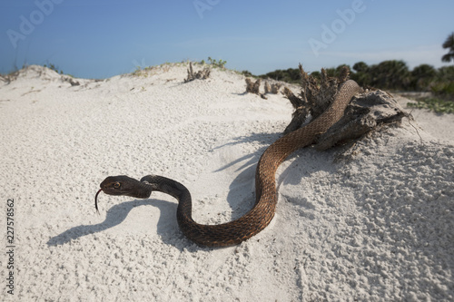 Wild eastern coachwhip (Masticophis flagellum) snake in Florida photo