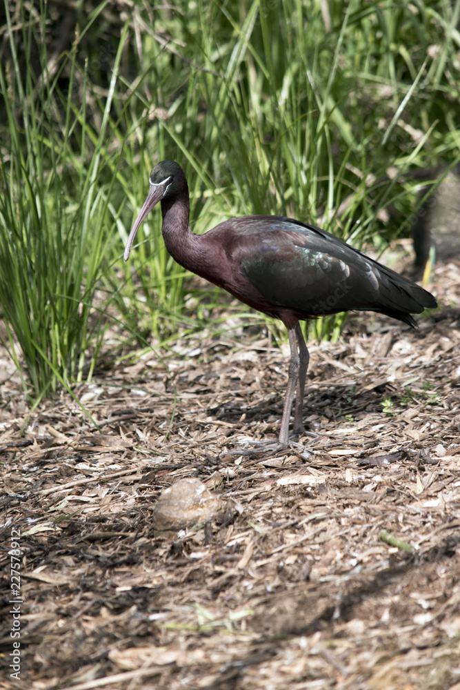 Obraz premium glossy ibis
