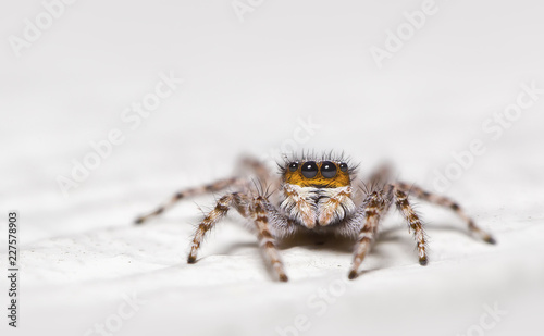 Wallpaper Mural Wild jumping spider on white background Torontodigital.ca