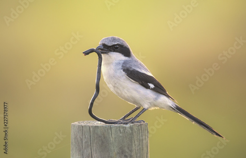 Wild loggerhead shrike (Lanius ludovicianus) with snake prey in Florida