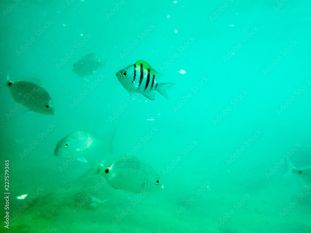 Fototapeta premium tropical fish in coral reef