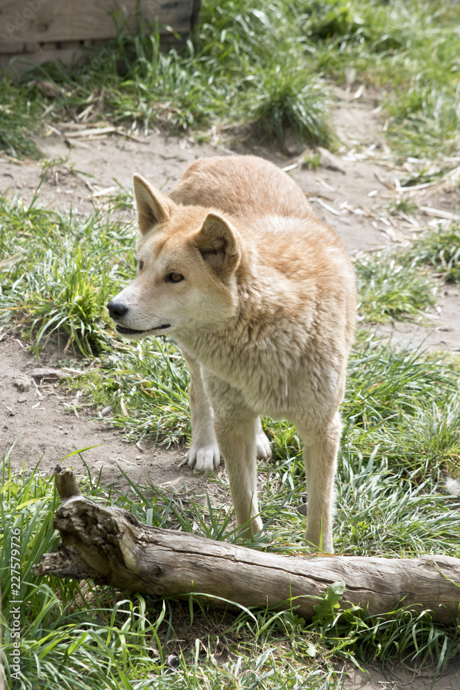 golden dingo golden dingo