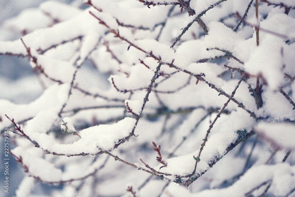 Winter  plant background. tree branches in the snow.Winter mood. 