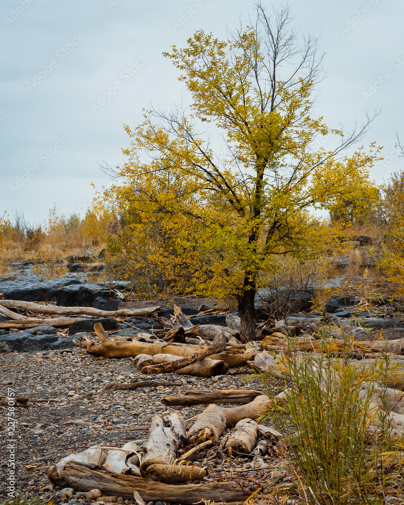 Fall along the river