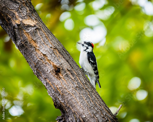 Obraz na płótnie Downy Woodpecker w salonie