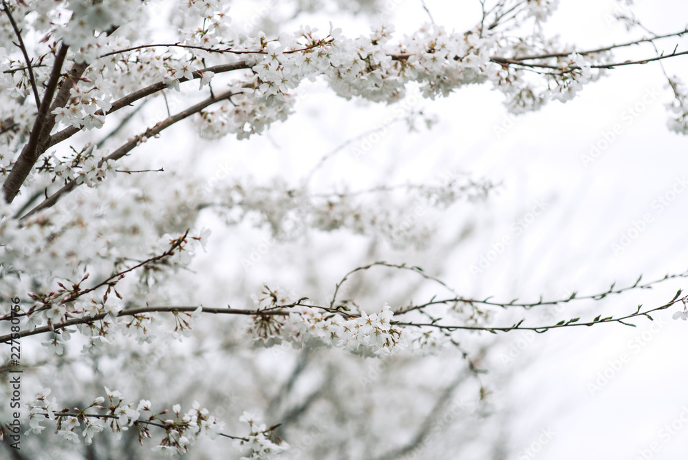 Cherry blossoms