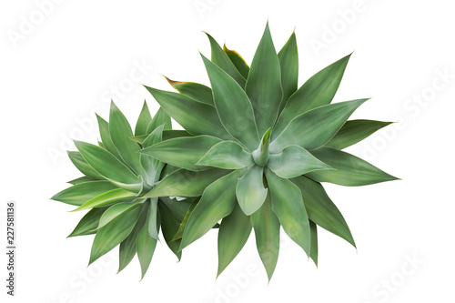 Agave attenuata, Fox Tail Agave Plants Isolated on White Background photo