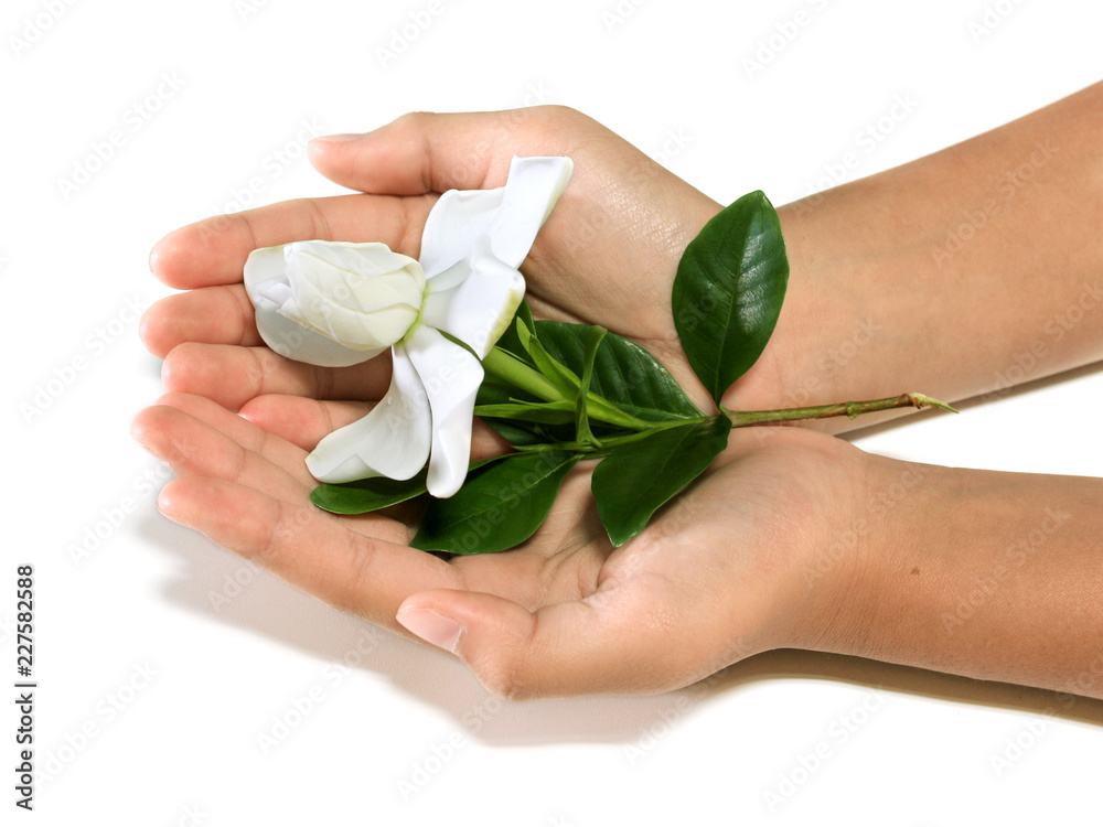Gardenia jasminoides or Cape jasmine flower on hands and white background
