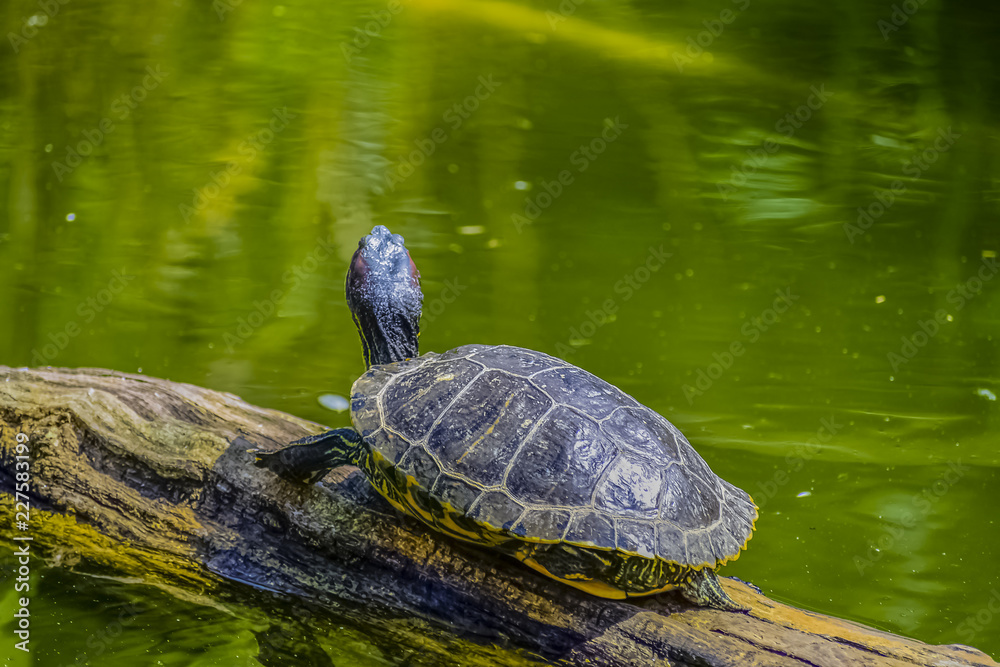 Obraz premium Pond turtle Emydidae at Schoenbrunn zoo in Vienna Austria