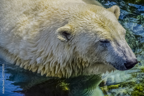 Polar bear in the Vienna Zoo playing in the water