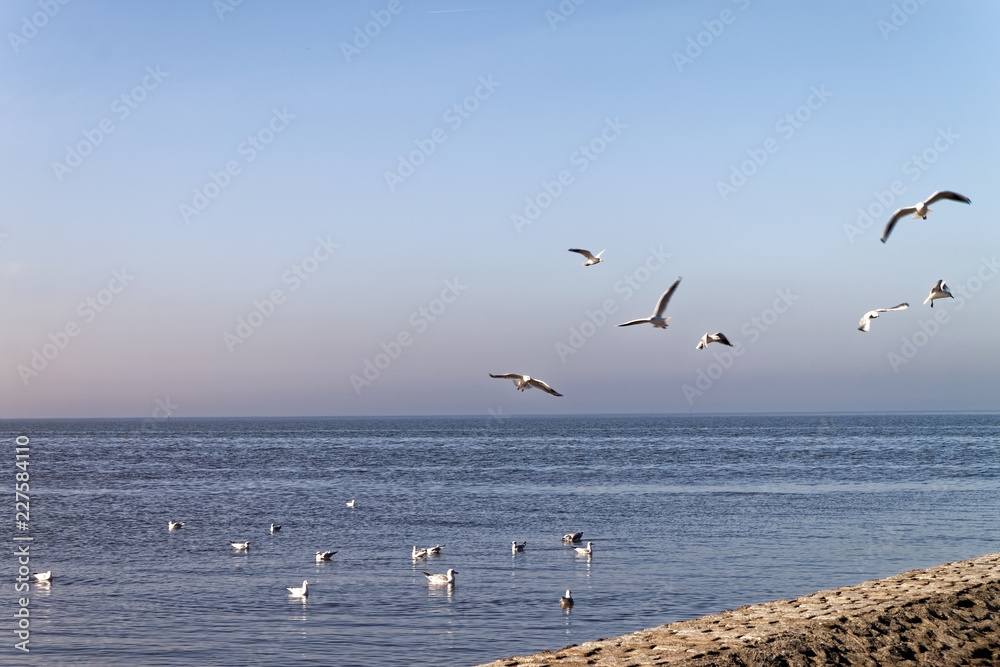 North Sea – flock of white seagulls at the pier.