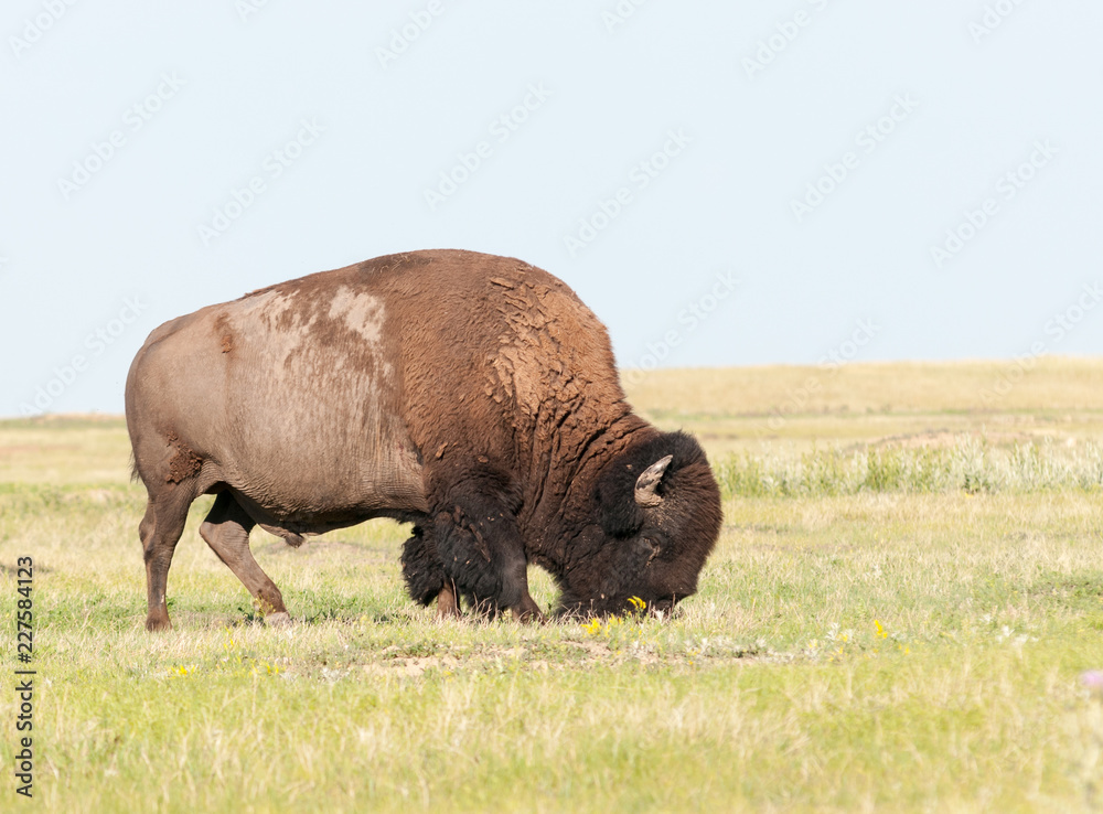 Adult male American Bison grazing on grassland, South Dakota, USA