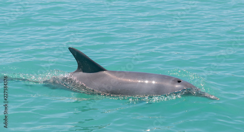 Indo-Pacific Bottlenose Dolphin  Kimberley Coast  Australia